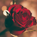 O Mundo das Flores APK