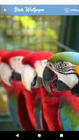 HQ Birds Wallpaper screenshot 2