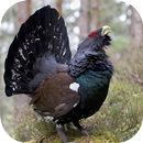 APK Turkey Hunting Calls Free