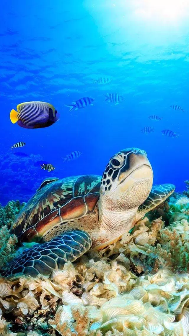 Coral Reef Wallpaper (4K Ultra HD) APK for Android Download Coral Reef Wallpaper (4K Ultra HD) APK for Android Download