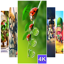 Funny Wallpaper (4K Ultra HD) APK