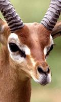 Animals 截图 1
