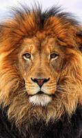 Animals 截图 2