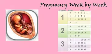 Embarazo Semana a Semana