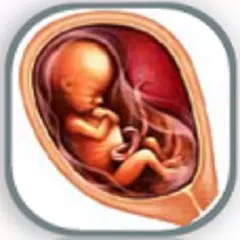 download Pregnancy Week by Week APK