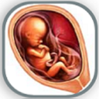 Pregnancy Week by Week آئیکن