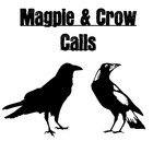 Magpie & Crow Calls 图标