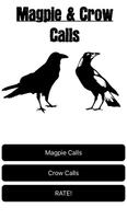 Magpie & Crow Calls 海报