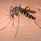 MOSQUITO TIGRE AYUDA आइकन