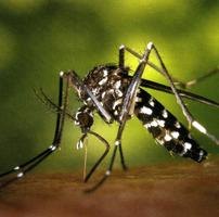 MOSQUITO TIGRE AYUDA स्क्रीनशॉट 3