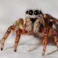 INSECTOS