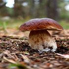 GUIA DE SETAS: BOLETUS biểu tượng