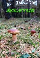 GUIA DE SETAS: BOLETUS ภาพหน้าจอ 1