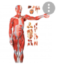 Las partes del cuerpo humano : Anatomía humana APK