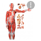 Las partes del cuerpo humano : Anatomía humana icône