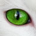 ANIMAL EYES