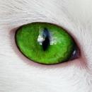 ANIMAL EYES APK