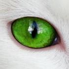 Icona ANIMAL EYES