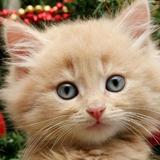 GATOS BONITOS biểu tượng