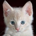GATITOS icon