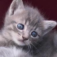 GATITOS screenshot 2