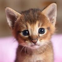 GATITOS screenshot 3