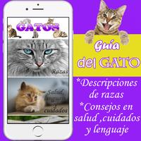 Como cuidar a un gato - guia de cuidados poster