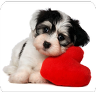Imagenes Tiernas icon