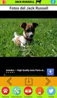 Jack Russell Terrier screenshot 3