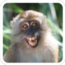 Monos graciosos y adorables APK