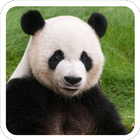Osos Panda tiernos icono