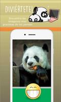 Osos Panda tiernos captura de pantalla 1