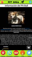 Pit Bull Terrier पोस्टर