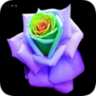 Icona San valentin