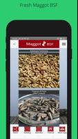 Maggot BSF - SMKN 1 Batumandi Farm تصوير الشاشة 3
