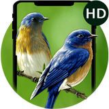 fonds d'écran animés de beaux oiseaux icône