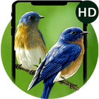 Beauty Birds Live Wallpaper&Themes- HD Bird Images icon