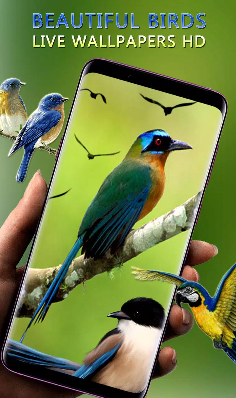 Tải xuống APK vẻ đẹp chim sống hình nền & chủ đề- hình ảnh chim cho Android