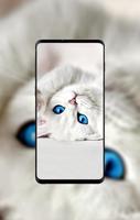 Kitten Wallpapers HD 4K gönderen