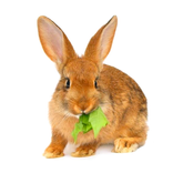 موسوعة الأرانب