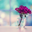 Flower Nature Wallpapar HD 4K APK