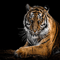 ”animal beginning with a