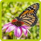 تعليم أسماء الحيوانات والطيور