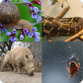 Guess the picture