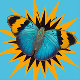 Butterfly Surprise 아이콘