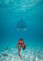 SHARK ADVENTURE ảnh chụp màn hình 2