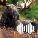 Moose Hunting Calls APK