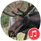 Moose Sounds ไอคอน