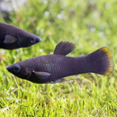 Molly Fish Care Guide APK