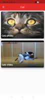 Cat And Dog-poster